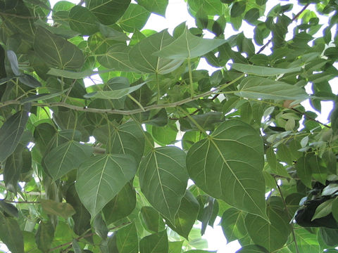 Ficus rumphii