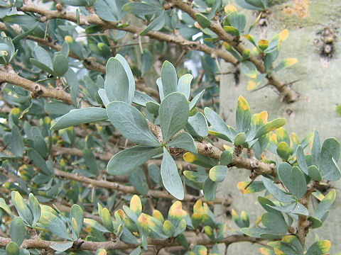 Fouquieria columnaris