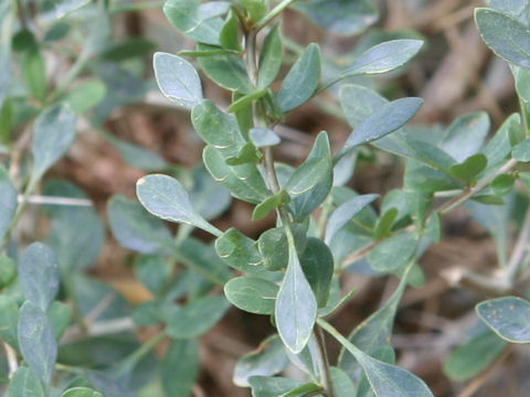 Fouquieria columnaris