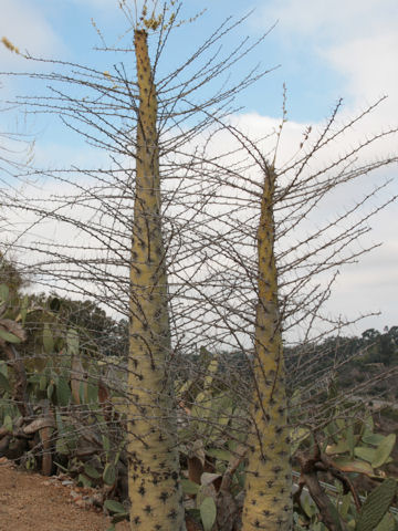 Fouquieria columnaris