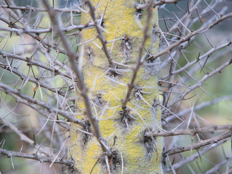 Fouquieria columnaris