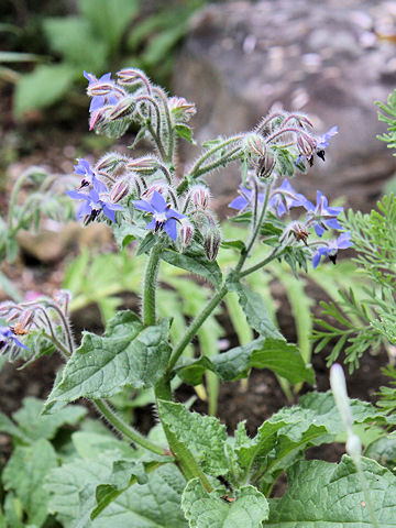 Borago officinalis