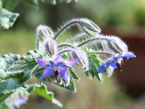 Borago officinalis