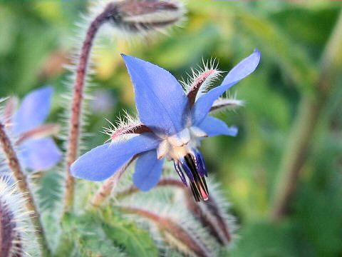 Borago officinalis