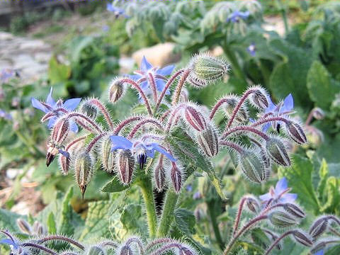 Borago officinalis