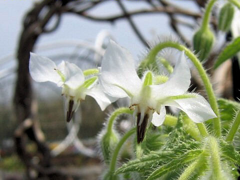 Borago officinalis