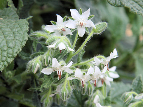 Borago officinalis