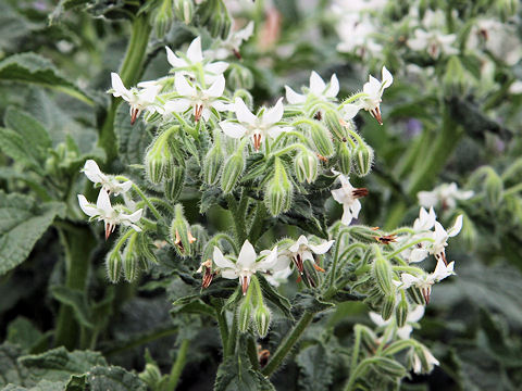 Borago officinalis