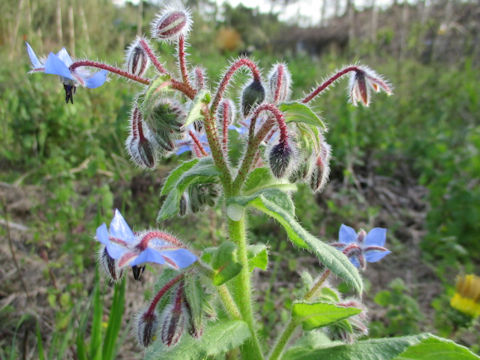 Borago officinalis