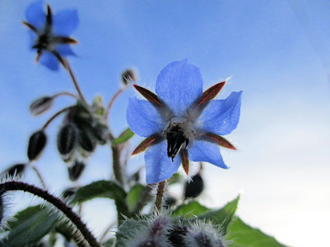 Borago officinalis