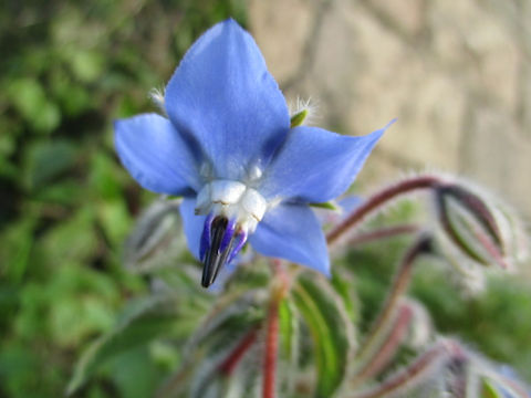 Borago officinalis