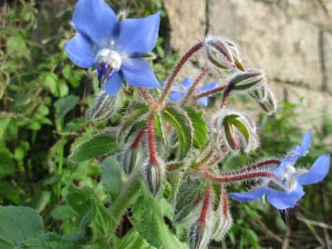 Borago officinalis