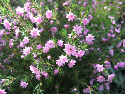 Boronia pilosa cv. Rose Blossom