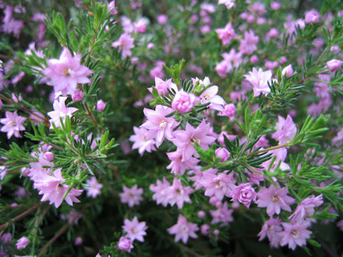 Boronia pilosa cv. Rose Blossom