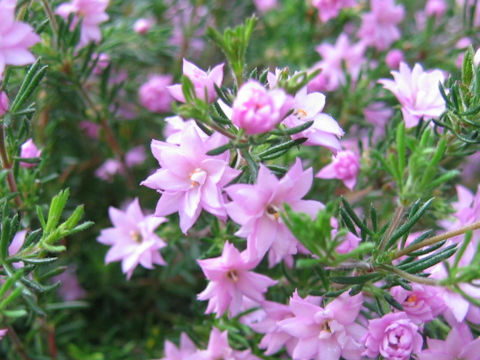 Boronia pilosa cv. Rose Blossom