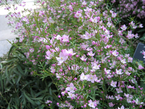 Boronia pinnata cv. Sydney