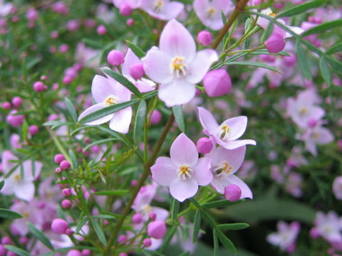 Boronia pinnata cv. Sydney