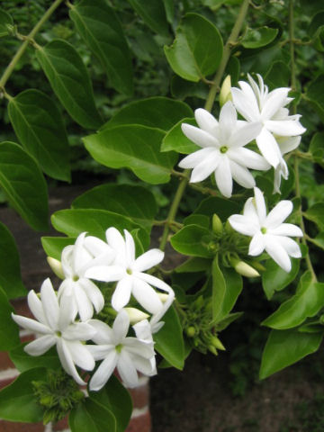 ボルネオソケイ Jasminum Multiflorum