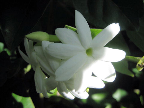 Jasminum multiflorum