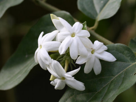 Jasminum multiflorum