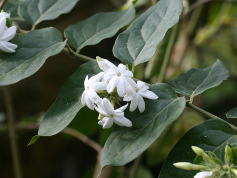 Jasminum multiflorum