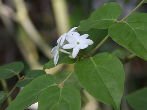 Jasminum multiflorum