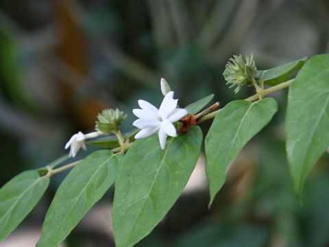 Jasminum multiflorum