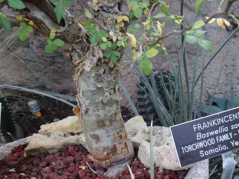 ボスウェリア・サクラ (Boswellia sacra)