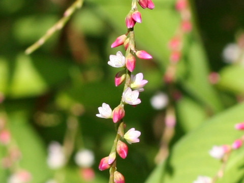 Persicaria pubescens