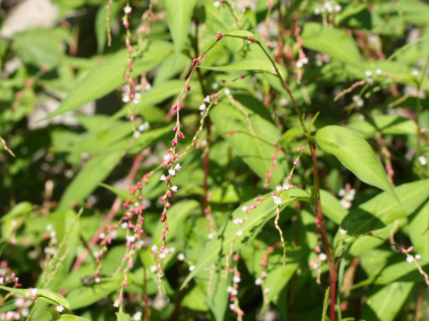 Persicaria pubescens