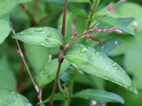 Persicaria pubescens