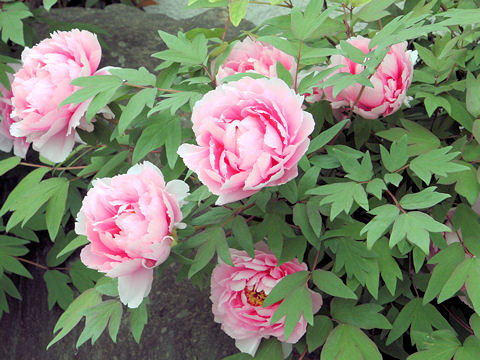 Paeonia suffruticosa