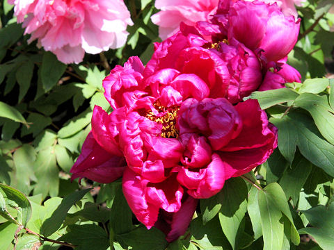 Paeonia suffruticosa