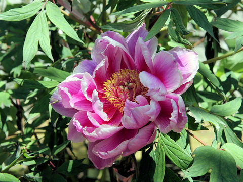 Paeonia suffruticosa