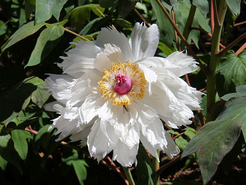 Paeonia suffruticosa