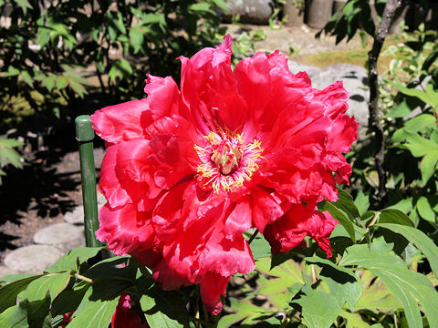 Paeonia suffruticosa