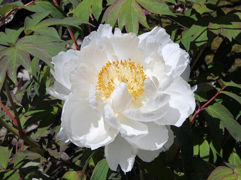 Paeonia suffruticosa