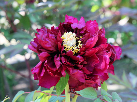 Paeonia suffruticosa