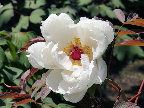 Paeonia suffruticosa