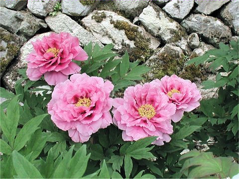 Paeonia suffruticosa