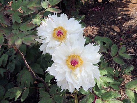 Paeonia suffruticosa cv. Misono-no-akebono