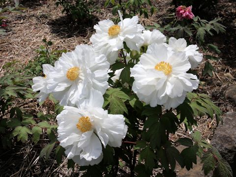 Paeonia suffruticosa cv. Renkaku