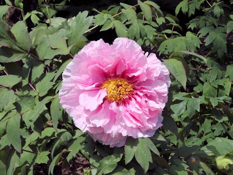 Paeonia suffruticosa cv. Yatsuka-Jishi