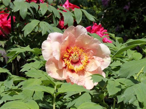 Paeonia suffruticosa cv. Tribute