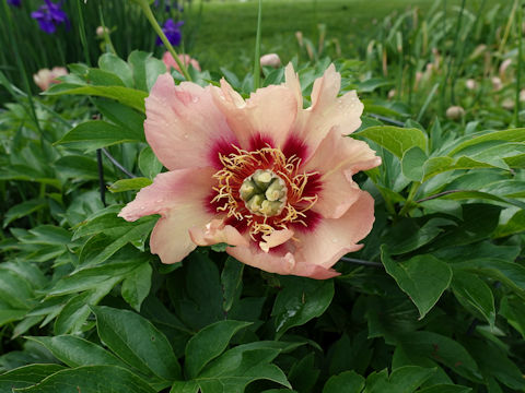 Paeonia suffruticosa cv. Princess