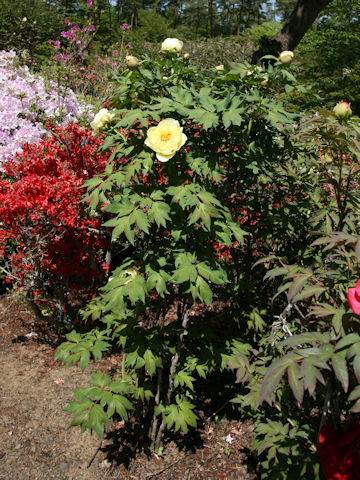 Paeonia suffruticosa