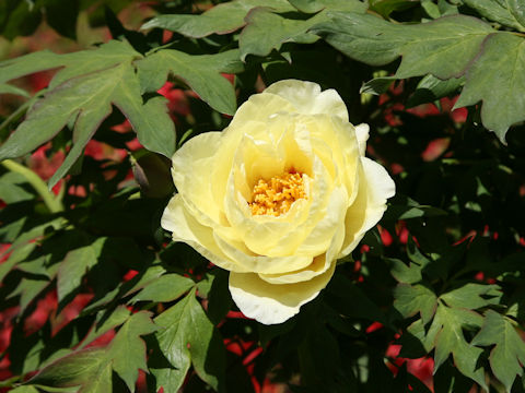 Paeonia suffruticosa