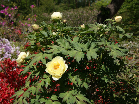 Paeonia suffruticosa