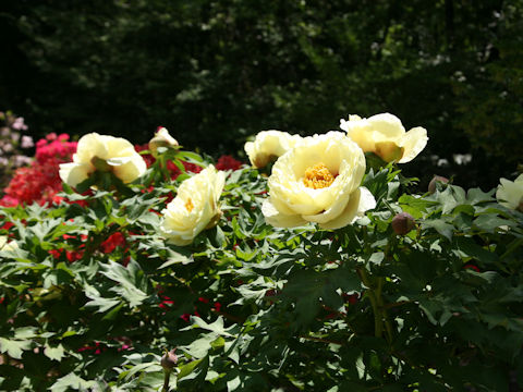 Paeonia suffruticosa