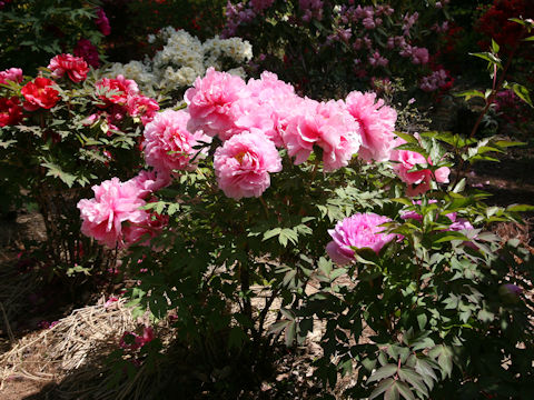 Paeonia suffruticosa